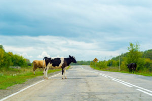 Stray Cattle Cause Fatal Car Crash
